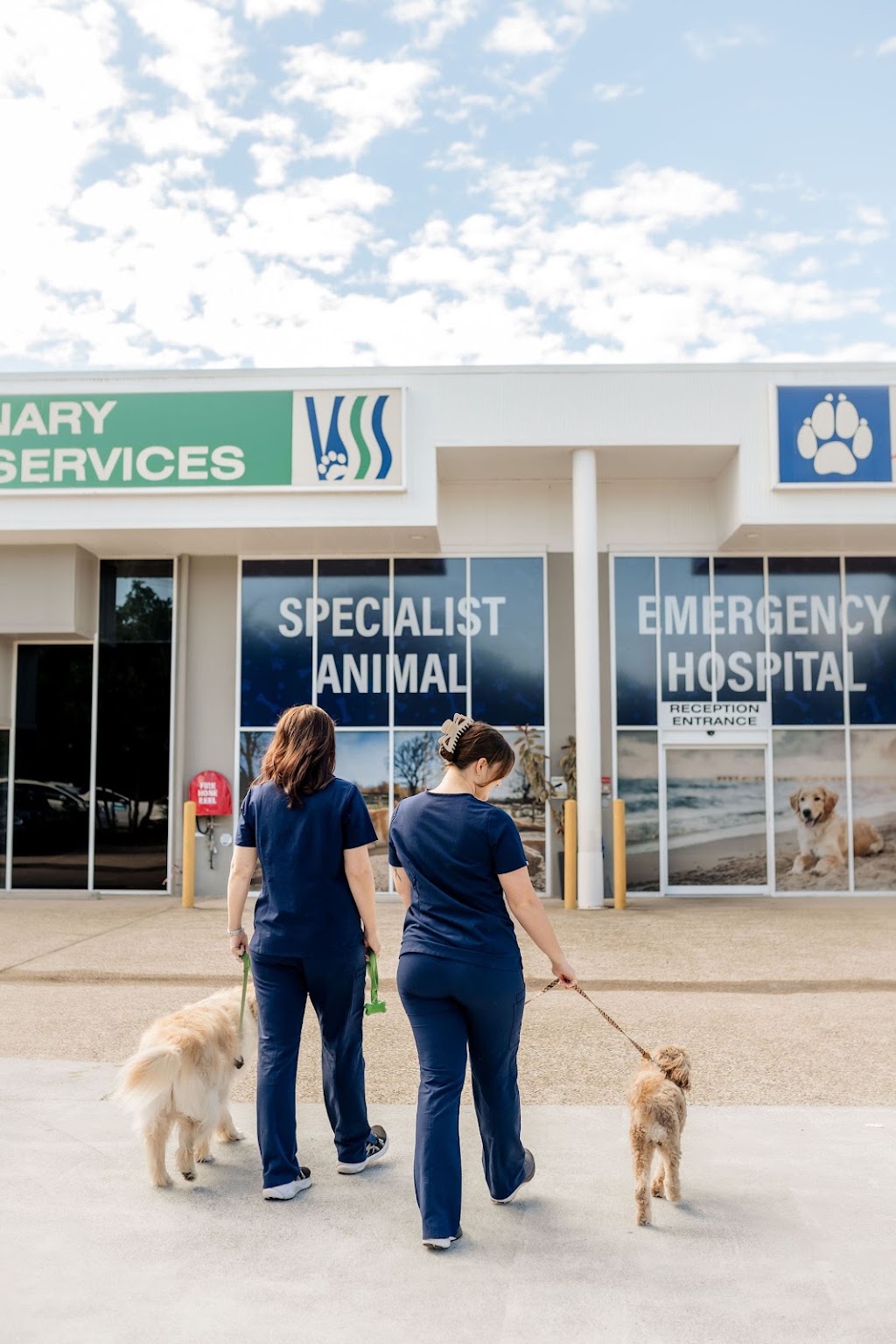 Animal Dermatology Specialist – Gold Coast South (Carrara) | Veterinary Specialist Services - Carrara, 104 Eastlake St, Carrara QLD 4211, Australia | Phone: 0402 237 237