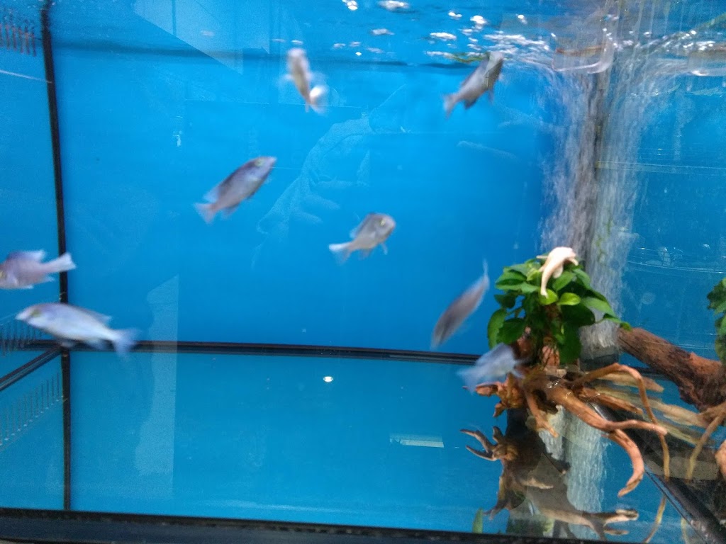 The Aquarium Factory | pet store | 1f/981 Mountain Hwy, Boronia VIC 3155, Australia | 0397209977 OR +61 3 9720 9977