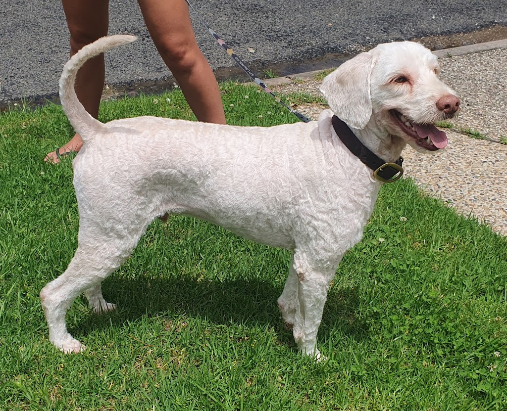 Dirty Dawgs Mobile Dog Wash | 8 Nioka St, Dalmeny NSW 2546, Australia | Phone: 0411 663 586
