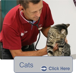 The Vet Lounge Coomera | veterinary care | 3 Northward St, Upper Coomera QLD 4209, Australia | 0755023333 OR +61 7 5502 3333
