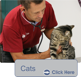 The Vet Lounge Coomera | 3 Northward St, Upper Coomera QLD 4209, Australia | Phone: (07) 5502 3333