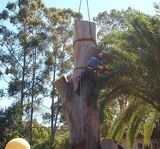 Sydney Tree Solutions | 50 Cliff Ave, Northbridge NSW 2063, Australia | Phone: 0405 095 095