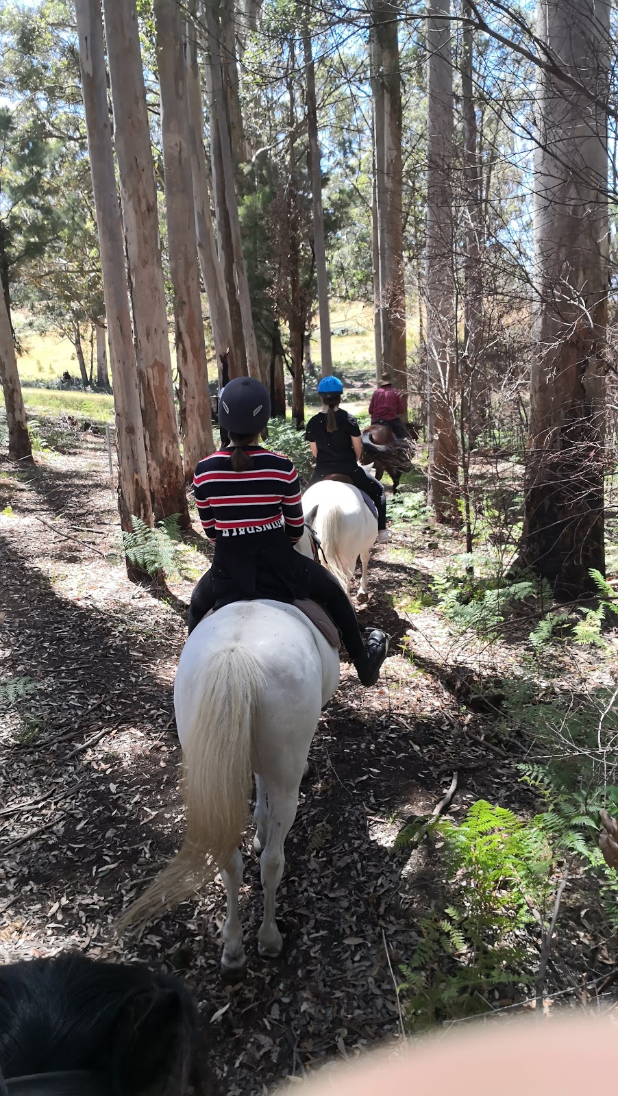 Lazy R Horse Riding | travel agency | 856 Happy Valley Rd, Kordabup WA 6333, Australia | 0408247447 OR +61 408 247 447