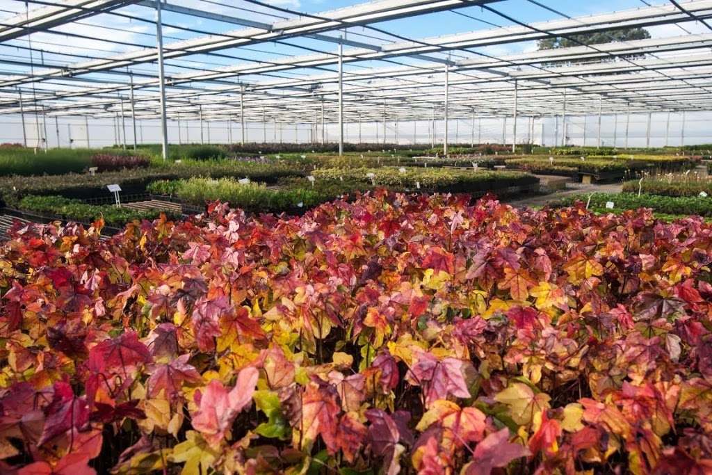 Mansfield Propagation Nursery | 150 Taylors Rd, Skye VIC 3977, Australia | Phone: (03) 9782 2404