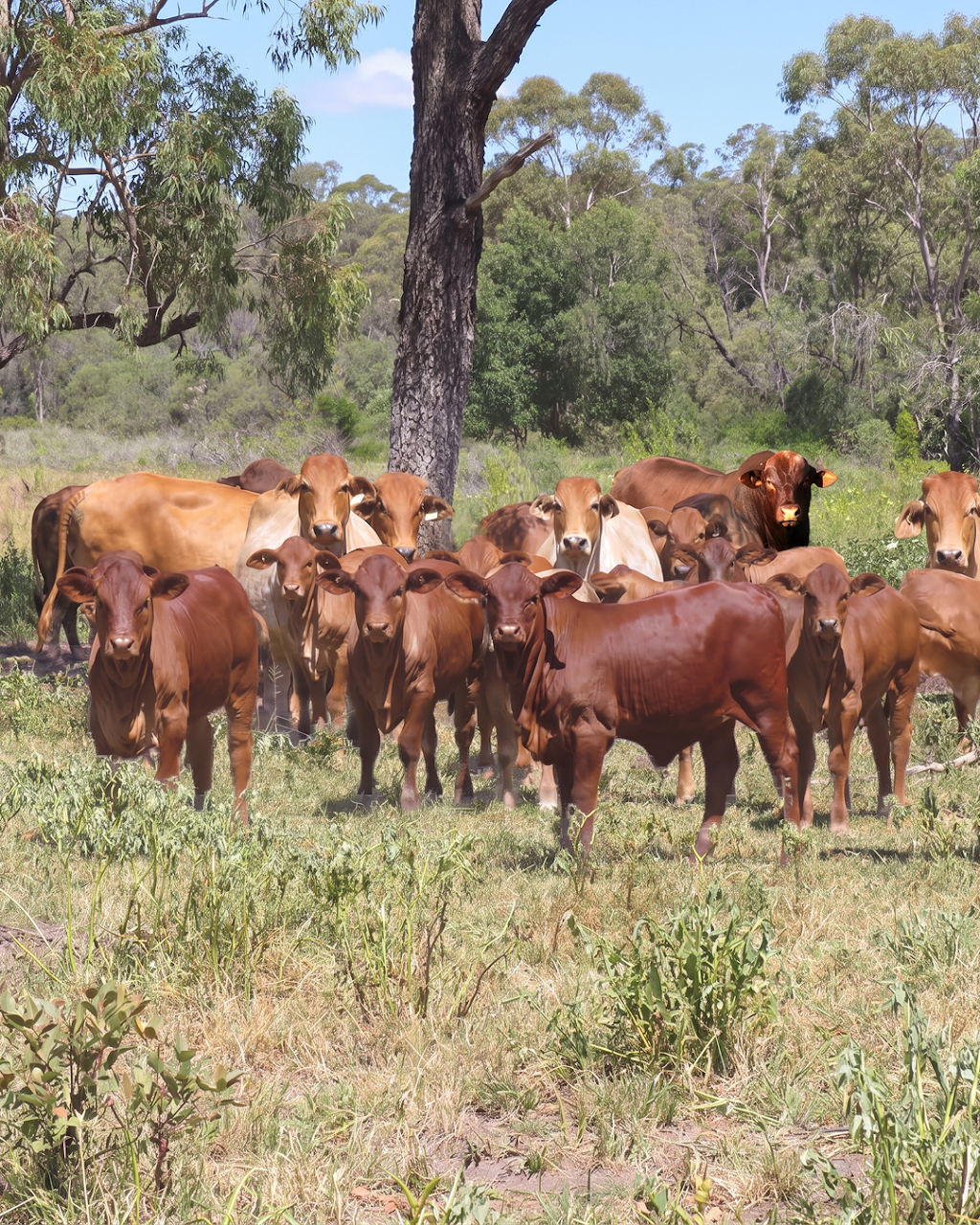 Bellfields | Bellfields, 1251 Bunya Hwy, Dalby QLD 4405, Australia | Phone: 0439 632 113
