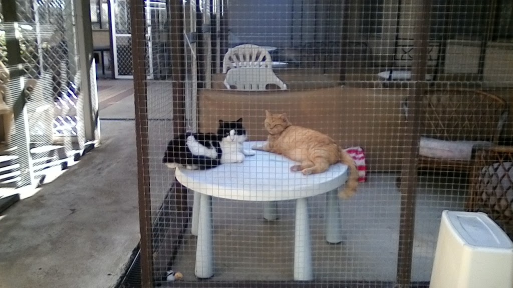 A Cats Holiday Home - Perth Cattery | 42 Bruce Rd, Maida Vale WA 6057, Australia | Phone: (08) 9454 6858