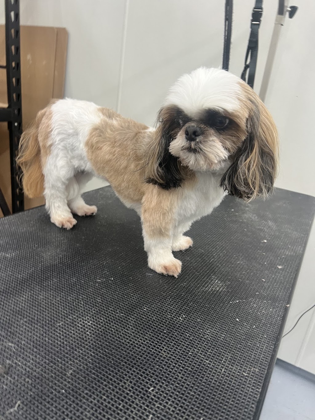 McKinnons Dogwash & Grooming | 32 Hoddle St, Robertson NSW 2577, Australia | Phone: 0434 892 844