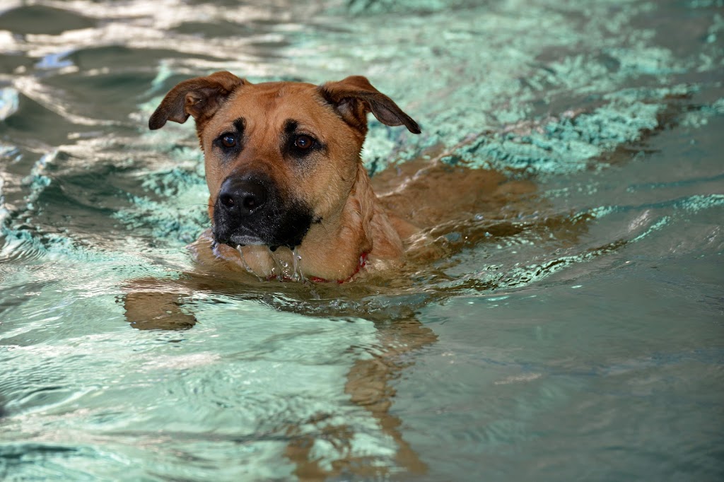 K9 Swim Hydrotherapy & Wellness Centre | Hydrotherapy Centre, 853 Kurmond Rd, North Richmond NSW 2754, Australia | Phone: 1300 787 064