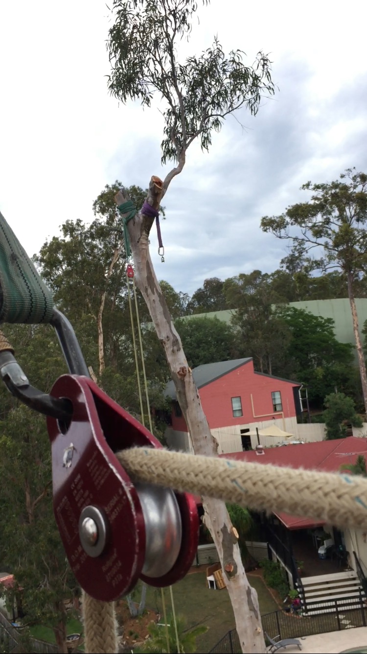 Precision Tree Specialist | 12 Boronia Outlook, Narangba QLD 4504, Australia | Phone: 0410 486 573