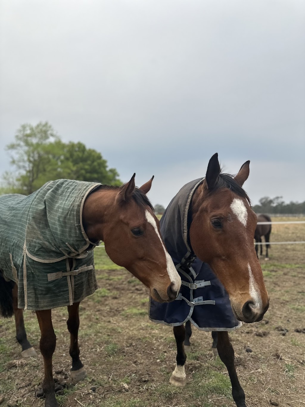 Braemoor Equestrian | 95 Great Southern Rd, Bargo NSW 2574, Australia | Phone: 0488 550 223