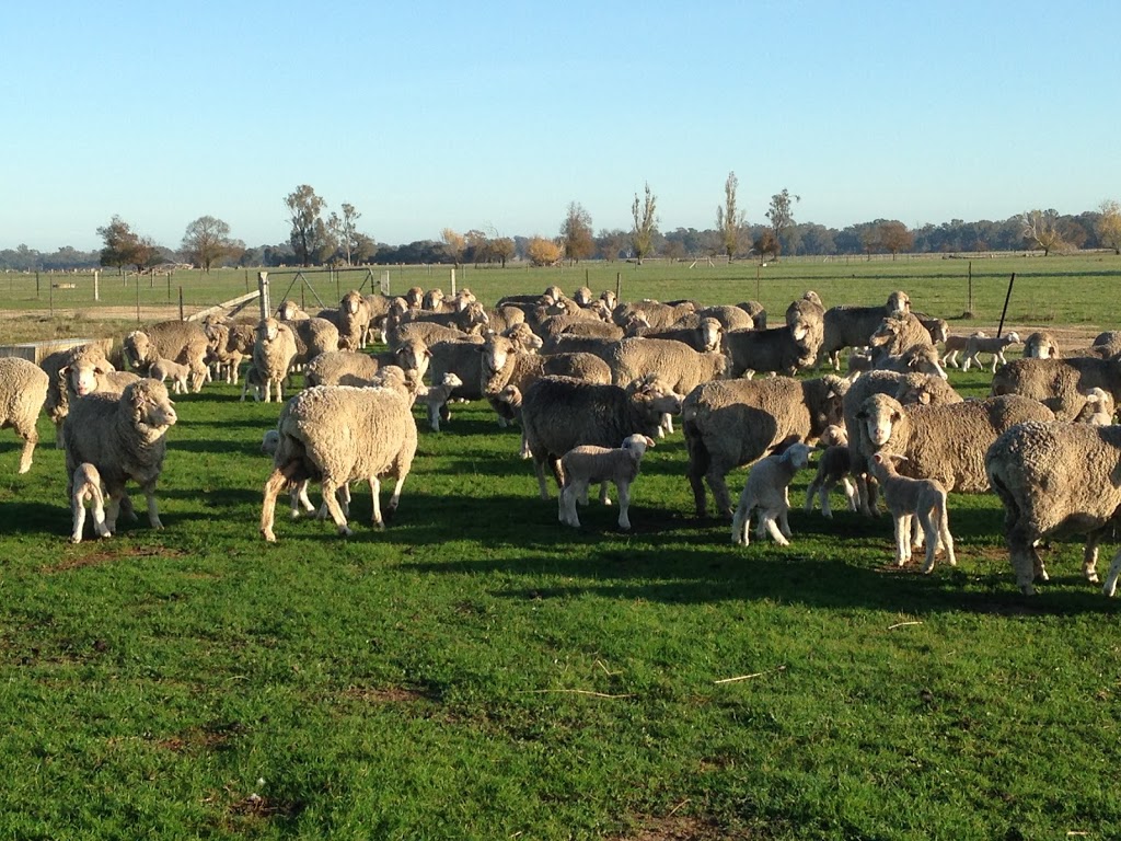 Toland Poll Merino | 1888 Feltrim Rd, Violet Town VIC 3669, Australia | Phone: 0438 981 605