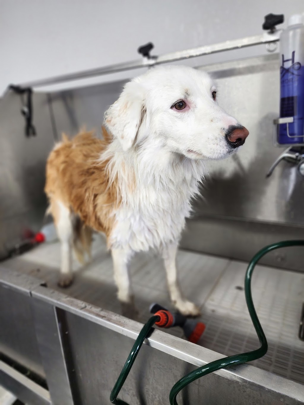 Picture Perfect Pets | shop 10 4/8 Walters St, Lowood QLD 4311, Australia | Phone: 0481 156 155