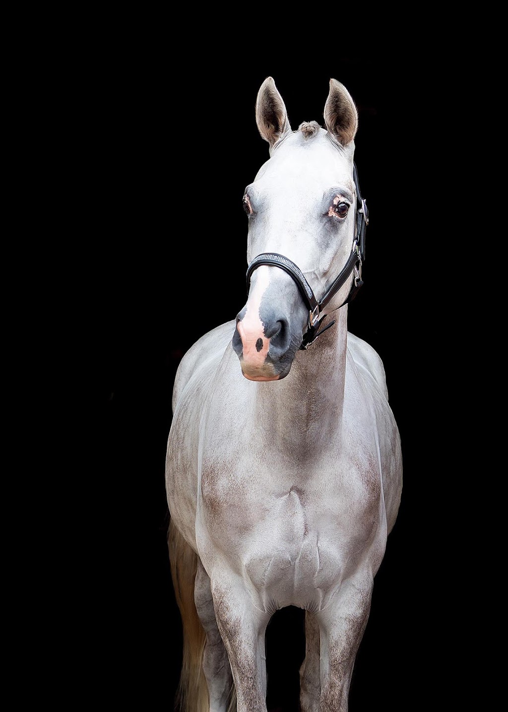 Sam Goodwin Horse Portraits |  | 58 Perima Rd, Elimbah QLD 4516, Australia | 0409476043 OR +61 409 476 043