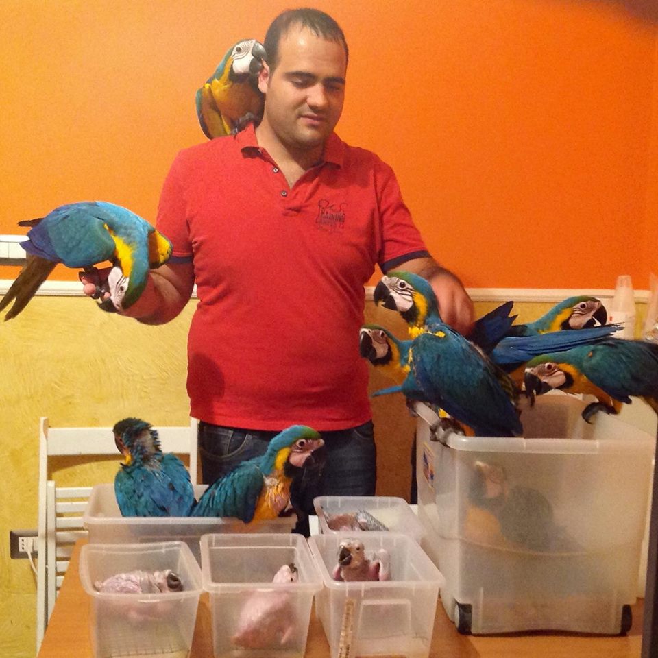 Shellyparrots | 1a Antwerp Ave, Edmondson Park NSW 2174, Australia | Phone: 0433 215 456