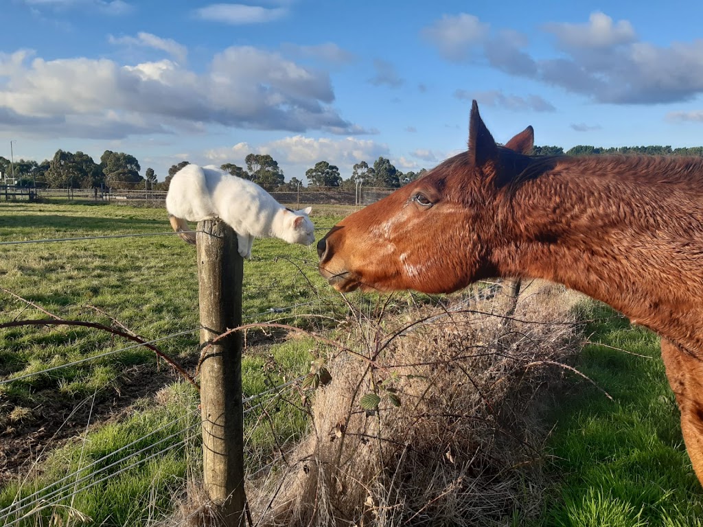 Mornington Peninsula Equine Assisted Therapy | 251 Coolart Rd, Tyabb VIC 3913, Australia | Phone: 0400 028 358