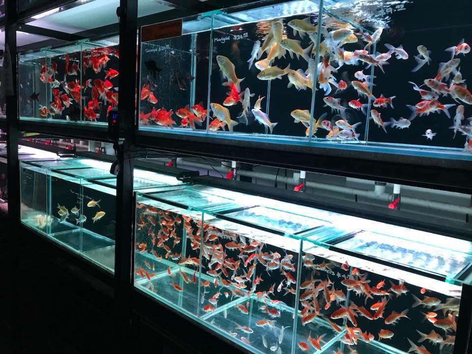 Sydney Discus World Aquariums Shop | Shop 18, 250-318 Parramatta Road (Sydney Markets Plaza, Homebush West NSW 2129, Australia | Phone: (02) 8746 0225