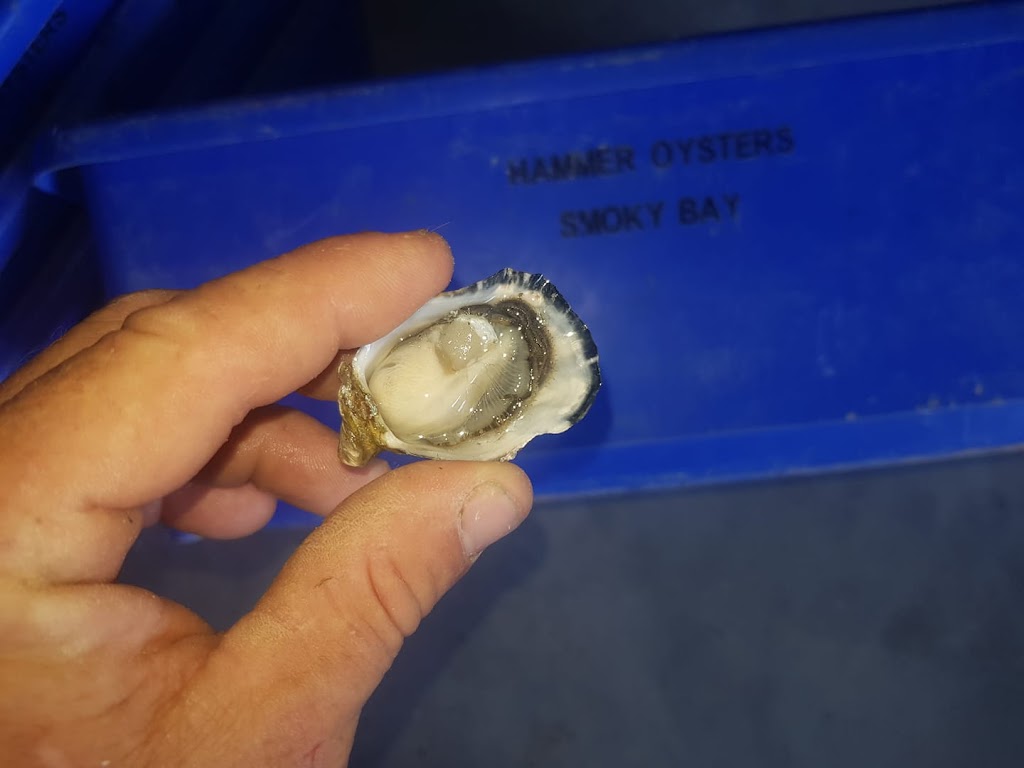 Hammer Oysters Smoky Bay 5680 | point of interest | 1 Anchor Dr, Smoky Bay SA 5680, Australia | 0457087708 OR +61 457 087 708