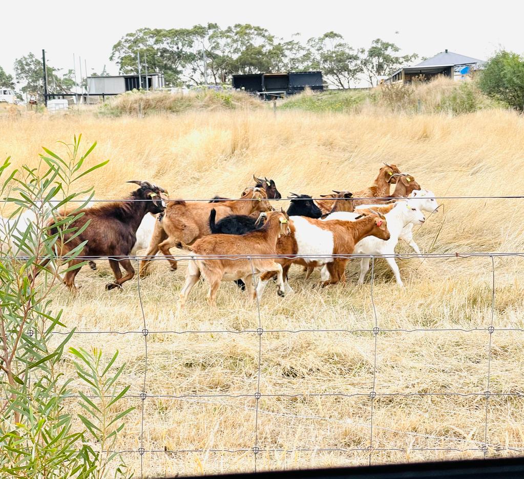 Hamza Farm Stay - Ross Creek , Victoria 3351 | 631 Brays Rd, Ross Creek VIC 3351, Australia | Phone: 0425 001 182