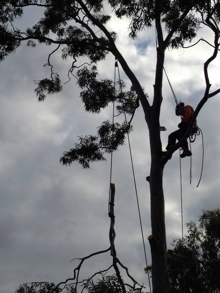 Yeppoon Tree Services | 35 Falcon Crest, Zilzie QLD 4710, Australia | Phone: 0411 748 044