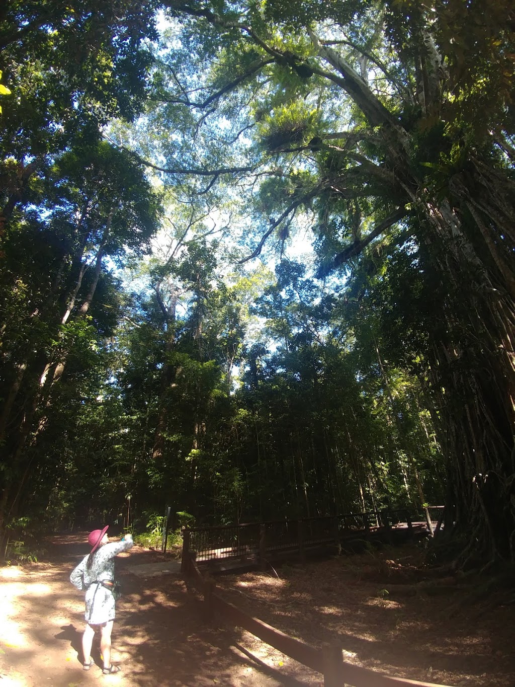 Cathedral Fig Tree | tourist attraction | Cathedral Fig Tree, Danbulla Rd, Danbulla QLD 4872, Australia | 1300362242 OR +61 1300 362 242