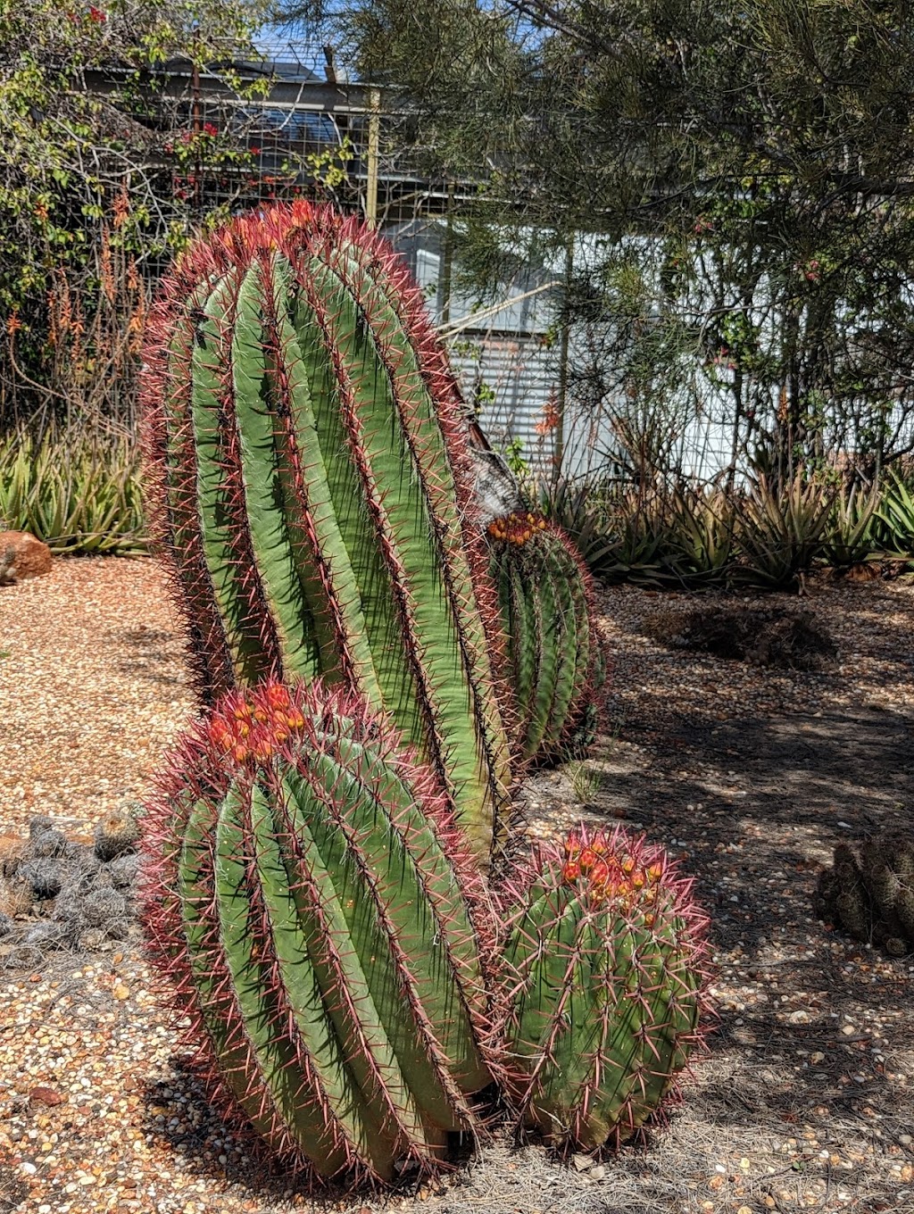 Bevans Cactus Nursery | Lightning Ridge NSW 2834, Australia | Phone: (02) 6829 2778