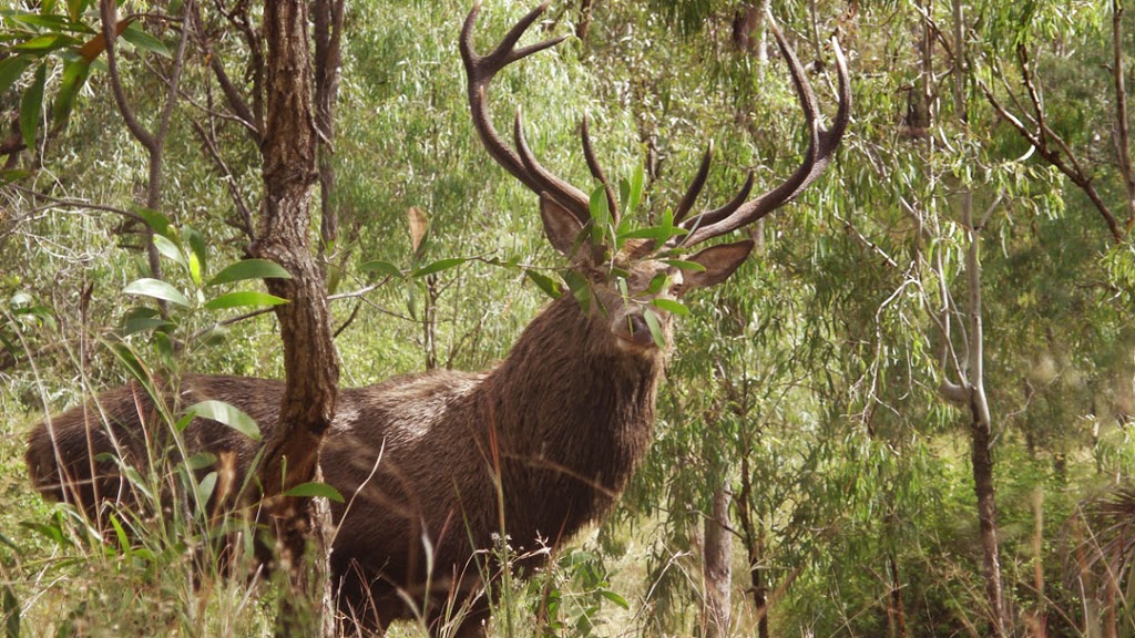 Gympie Taxidermy |  | 51 Watergum Dr, Pie Creek QLD 4570, Australia | 0417342555 OR +61 417 342 555