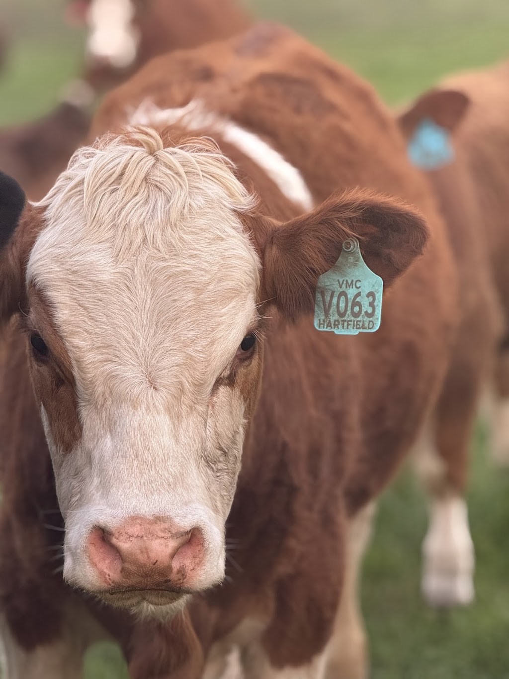 Hartfield Simmental | 12211 Hume Hwy, Sutton Forest NSW 2577, Australia | Phone: 0424 426 224