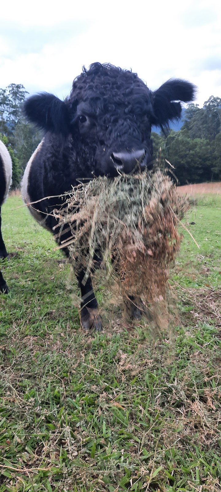 Brown Dog Barn and Cloud Valley Cottage | 607 Roses Rd, Gleniffer NSW 2454, Australia | Phone: 0409 831 105