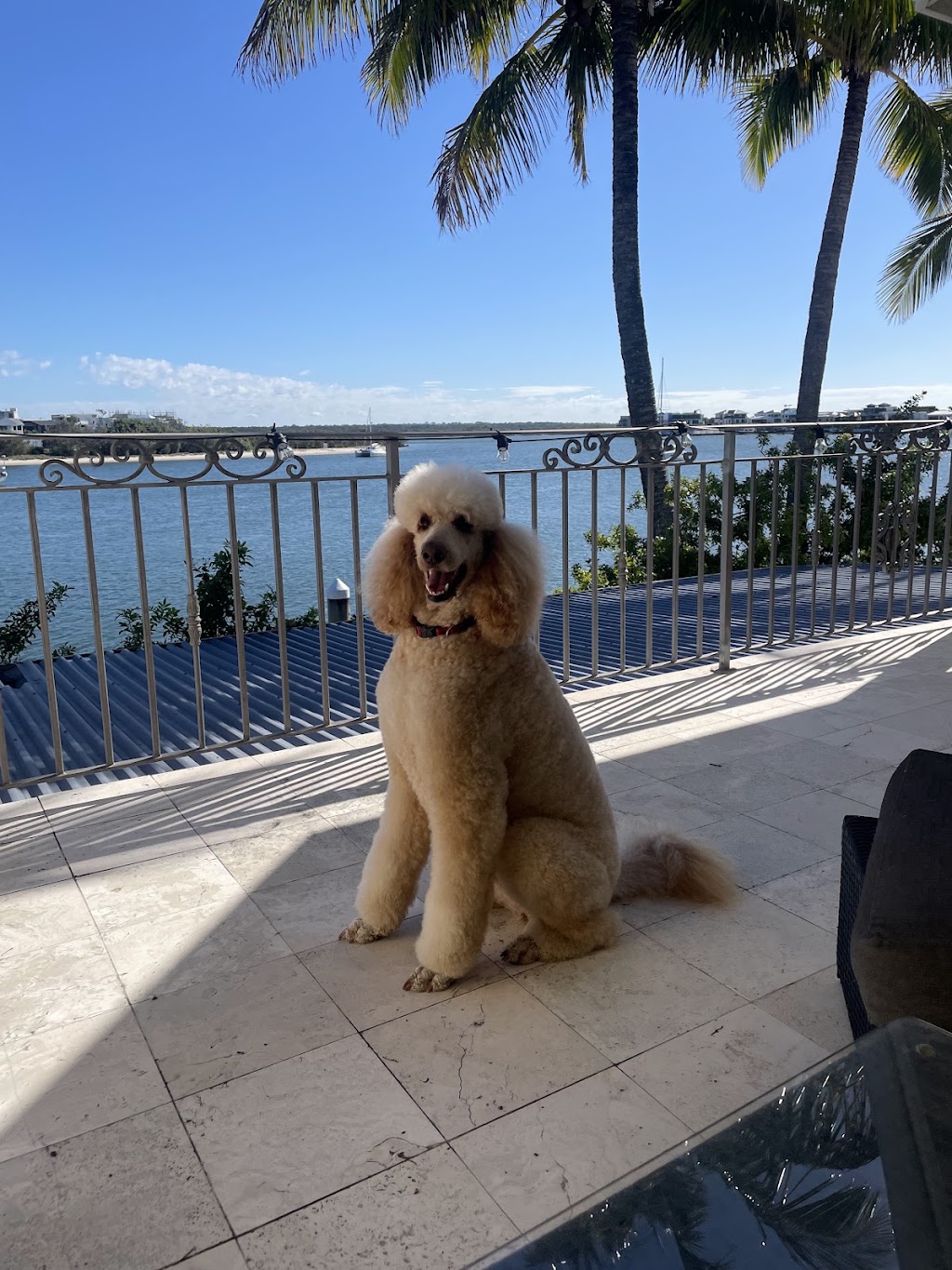 Sammy Scissor Hands Professional Dog Grooming | 99 Bayview St, Runaway Bay QLD 4216, Australia | Phone: 0407 886 531