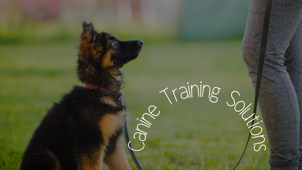 Canine Training Solutions | 57 Horseshoe Cct, St Clair NSW 2759, Australia | Phone: 0413 457 830