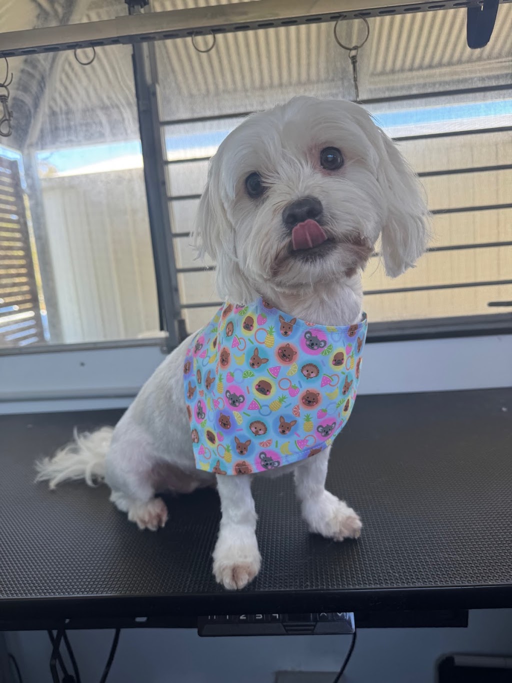 Clean a Paw, South Maclean | 29-39 Crest Rd, South Maclean QLD 4280, Australia | Phone: 0405 407 243 Clean a Paw, South Maclean | 29-39 Crest Rd, South Maclean QLD 4280, Australia | Phone: 0405 407 243