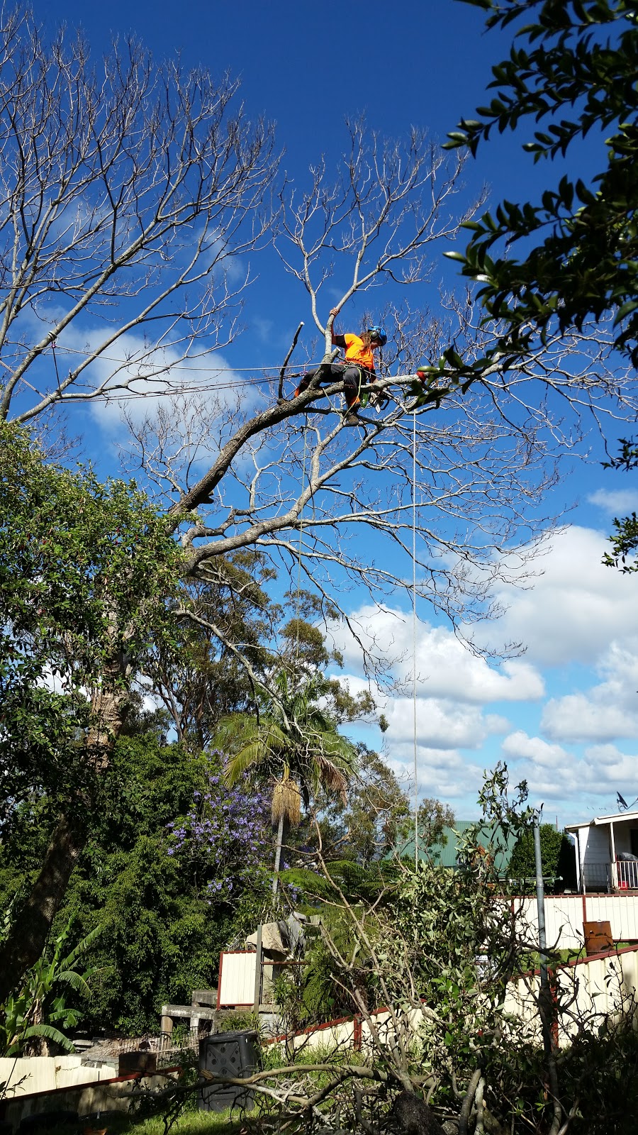 Cutting Edge Tree Maintenance | 47 King St, Warners Bay NSW 2282, Australia | Phone: (02) 4003 4400