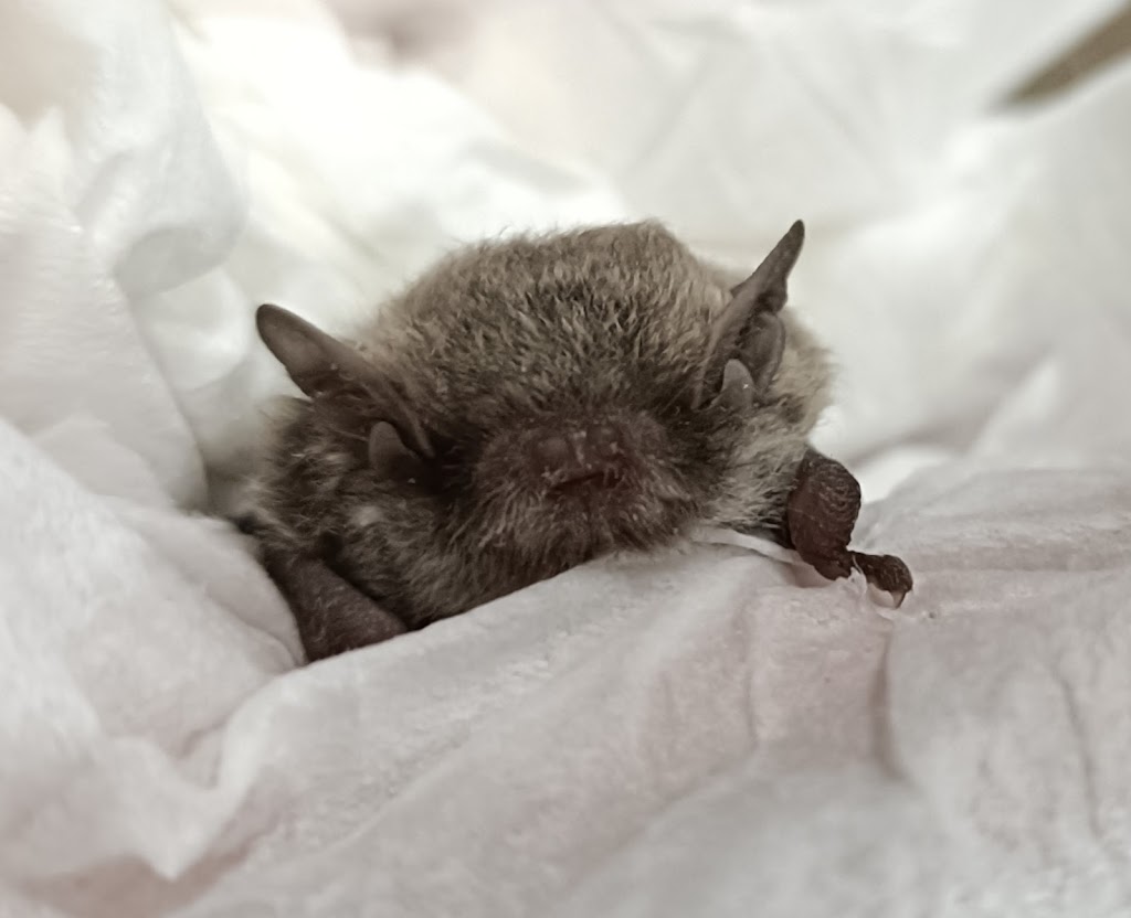 Woorinen South Wildlife Shelter | 66 Palmer St, Woorinen South VIC 3588, Australia | Phone: 0408 122 863
