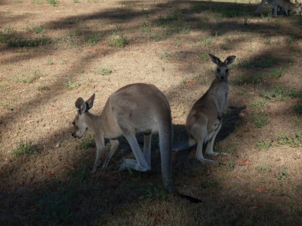 Scooter Roo Tours | 2694 Round Hill Rd, Agnes Water QLD 4677, Australia | Phone: (07) 4974 7697