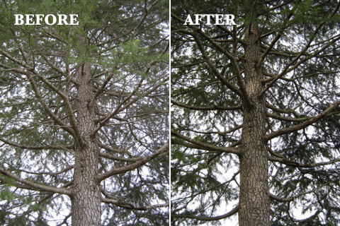 Arbor Medic | 244 Evans Ln, Woodstock NSW 2538, Australia | Phone: (02) 4455 6956