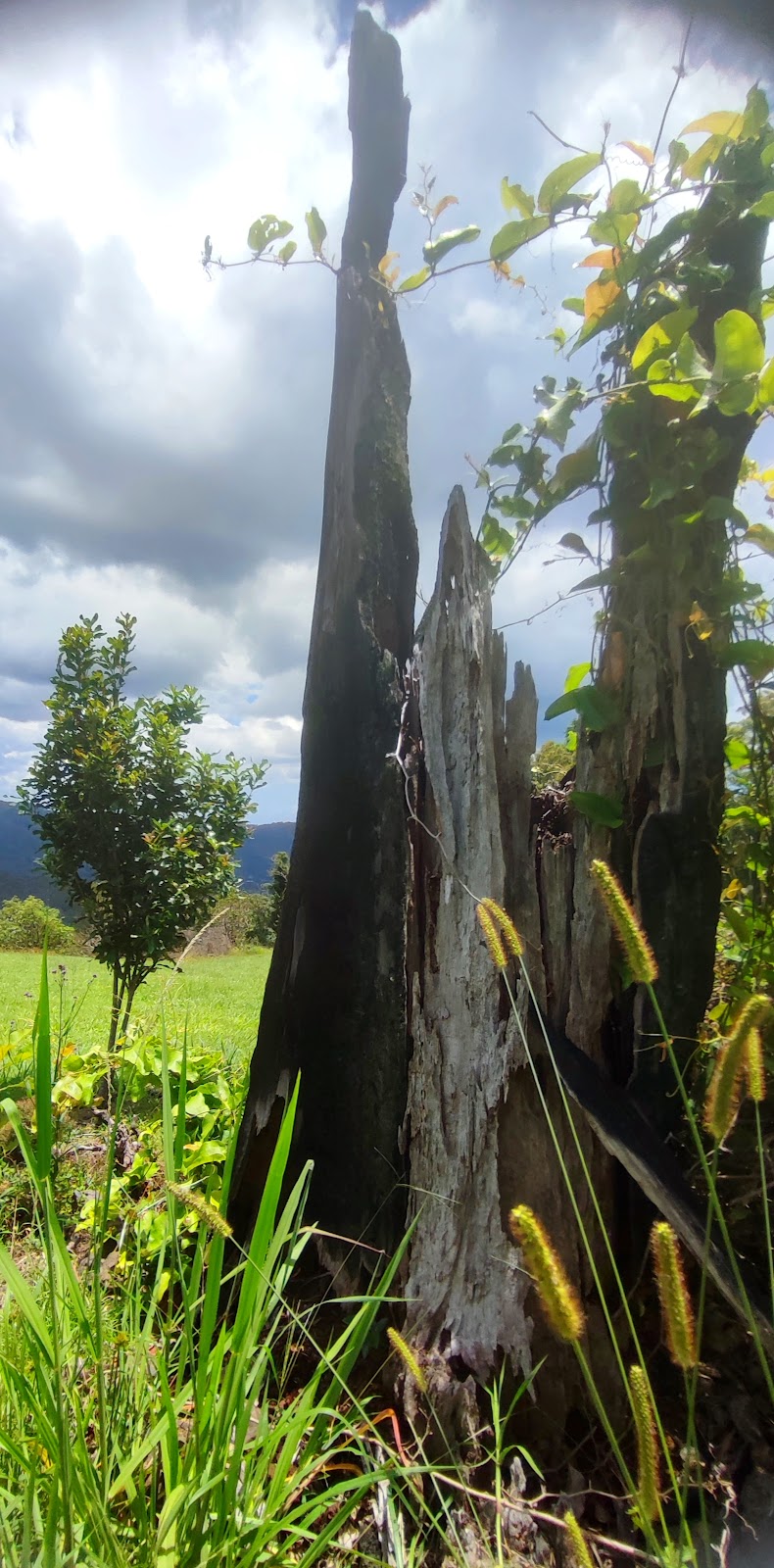 Hand Bent Banana Art Nature & Health Centre Pty Ltd | 335 Petsch Creek Rd, Tallebudgera Valley QLD 4228, Australia | Phone: 0430 353 347
