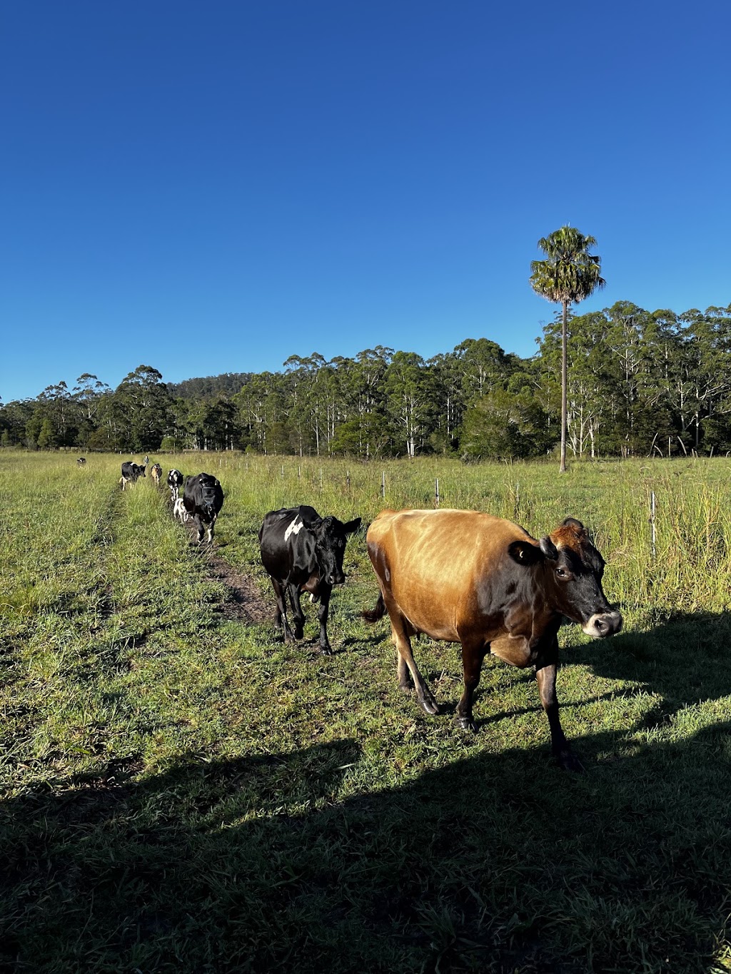 Lucky Stars Sanctuary | 167 Herivels Rd, Wootton NSW 2423, Australia | Phone: 0477 213 385