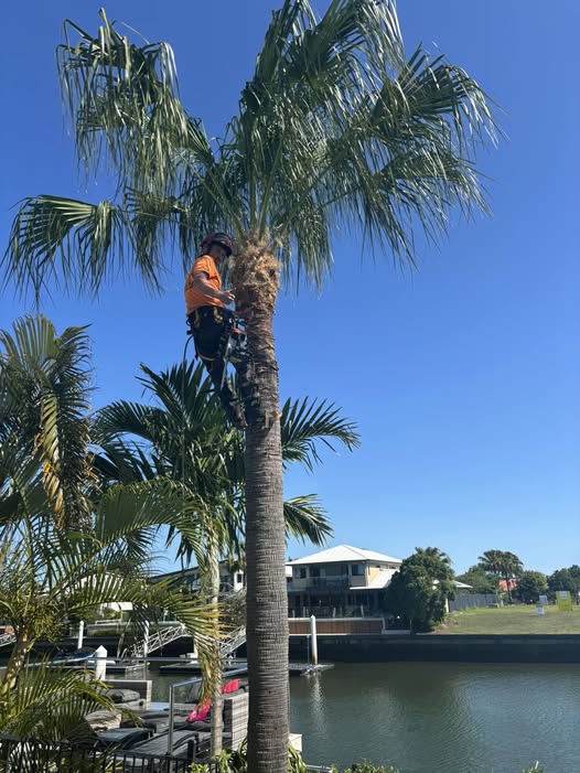 Tom Thumb Tree Works | 190 Woodlands Dr, Wamuran QLD 4512, Australia | Phone: (07) 5429 8318