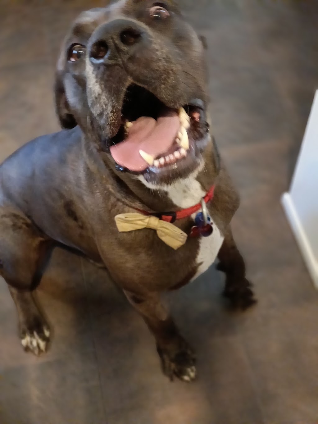 Synergy Veterinary Behaviour Solutions | 26 Gymkhana Pl, Dayboro QLD 4521, Australia | Phone: (07) 3077 5022