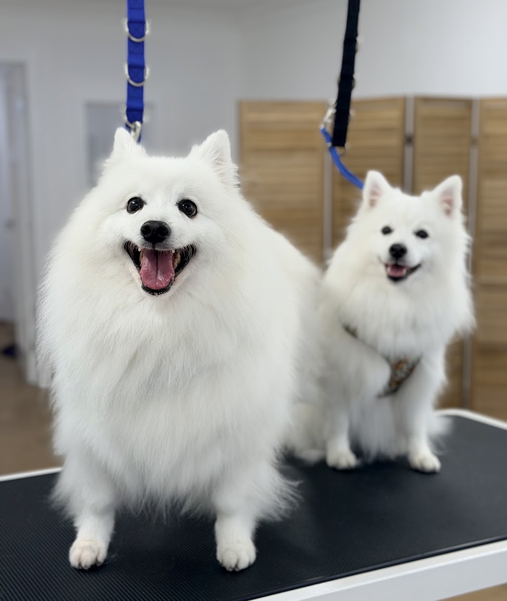 Fetch & Co Dog Grooming Salon | 10 Sara St, Toronto NSW 2283, Australia | Phone: 0419 598 509