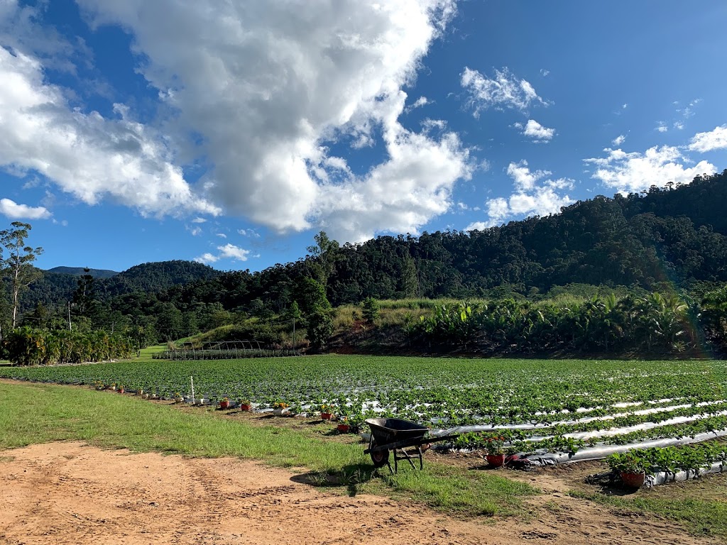 Ballantyne’s Strawberry Farm, 36 Brodies Road |  | Lot 3 Brodies Rd, Mount Charlton QLD 4741, Australia | 0749588674 OR +61 7 4958 8674