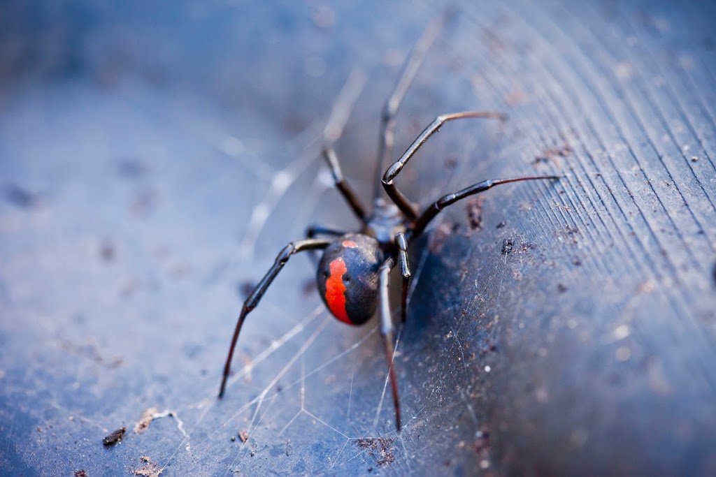 Clear-out Pest Services | 18 Watergum Rd, Woongarrah NSW 2259, Australia | Phone: 0474 025 167