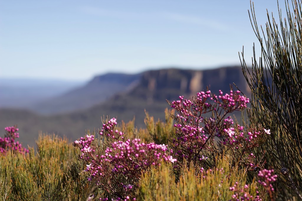 Tree of Life Wellbeing and Counselling Blue Mountains | Boronia Pl, Linden NSW 2778, Australia | Phone: 0400 841 603