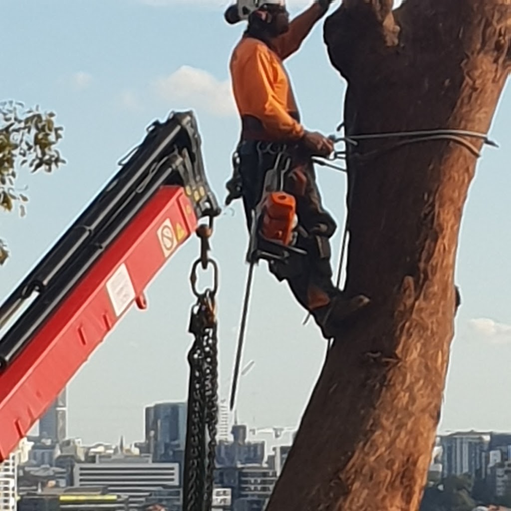 B & R Tree Services Brisbane North | 15 Calypso Ct, Eatons Hill QLD 4037, Australia | Phone: 0411 645 784