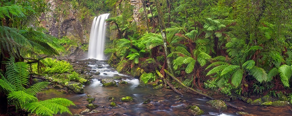 Otway Tree care | 6 Galbraith Way, Marengo VIC 3233, Australia | Phone: 0448 762 058