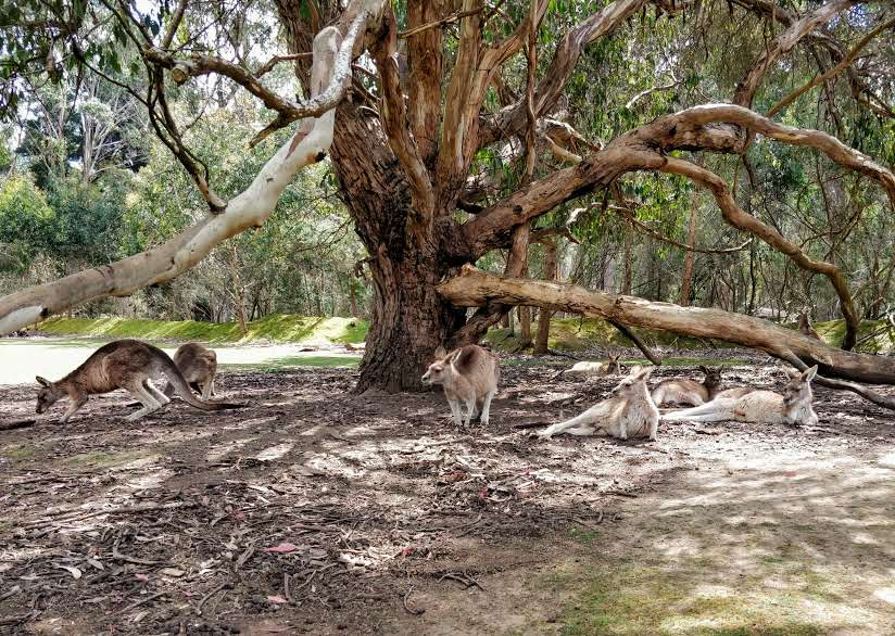 Tasmanian Devil Unzoo | zoo | 5990 Arthur Hwy, Taranna TAS 7180, Australia | 1800641641 OR +61 1800 641 641