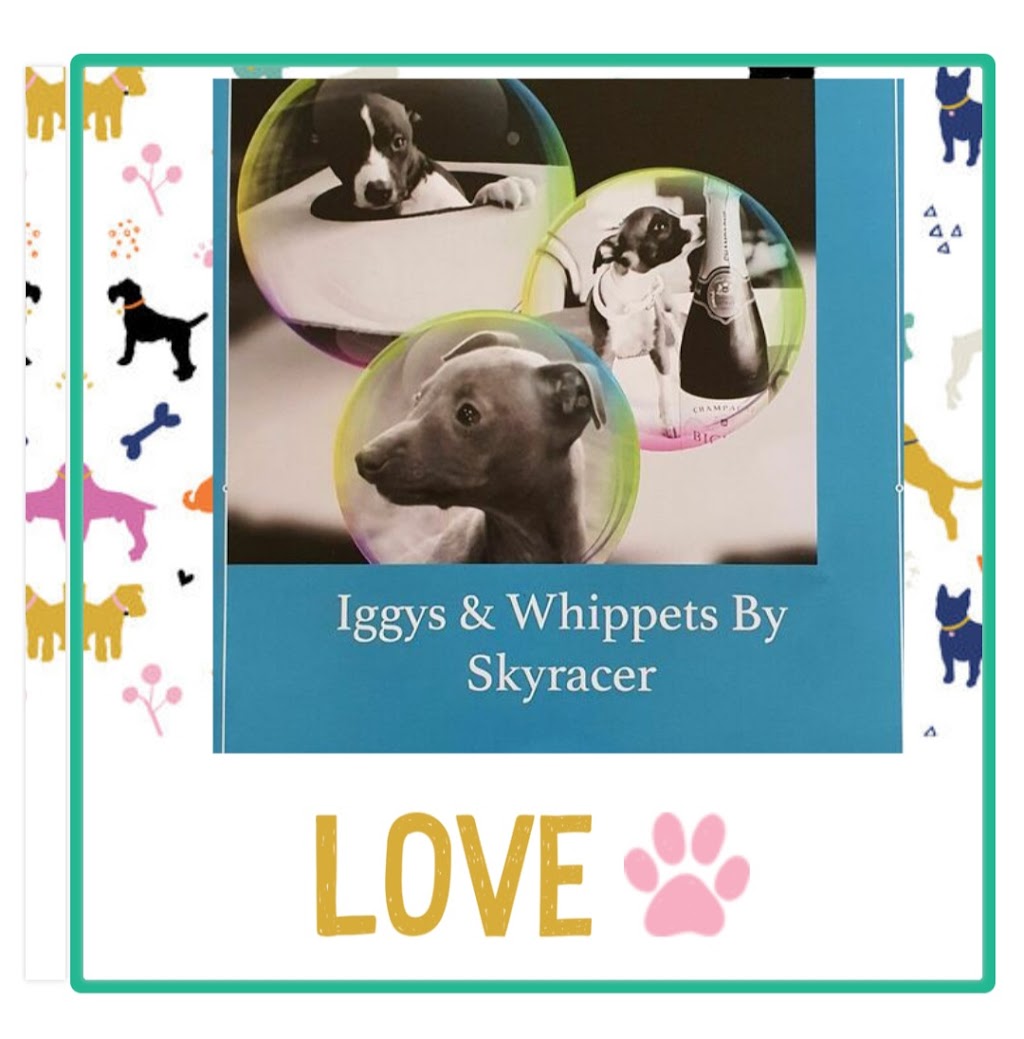 Iggys & Whippets By Skyracer | point of interest | 779 Timor Rd, Coonabarabran NSW 2357, Australia | 0411886509 OR +61 411 886 509
