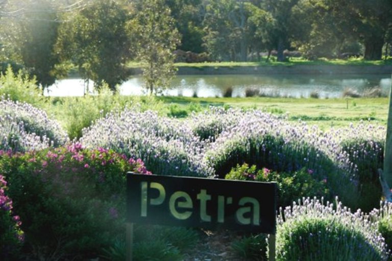 Petra Olive Oil Estate | 251 Sheoak Dr, Yallingup WA 6282, Australia | Phone: 0438 627 767