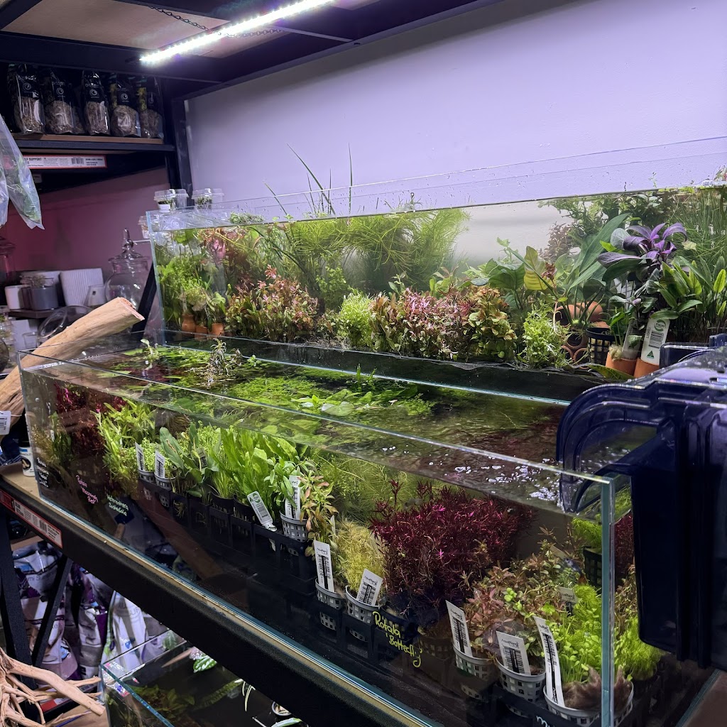 The Guppy Garden & Nano Nursery | Open By Appointment, 5/47 St George Cres, Sandy Point NSW 2172, Australia | Phone: 0437 158 143
