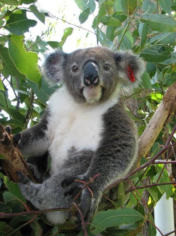 Friends of the Koala | Rifle Range Rd, East Lismore NSW 2480, Australia | Phone: (02) 6622 1233